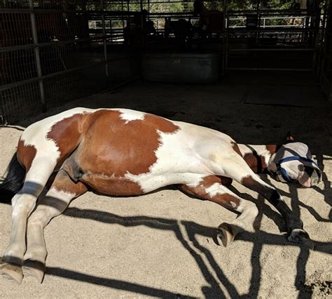 prada having belly rubs|Equines and wine .